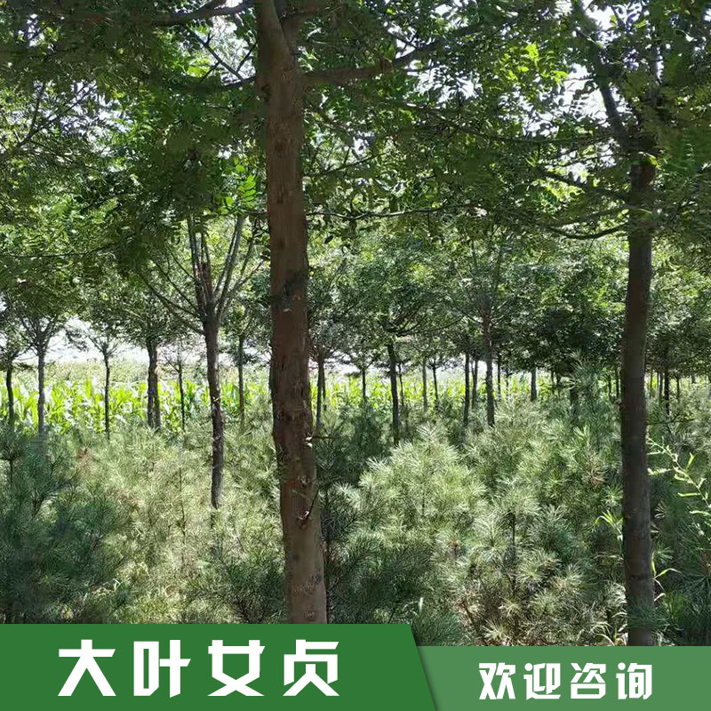 长期出售大叶女贞 园林绿化树 女贞树绿化 高杆女贞 行道树工程绿化 欢迎咨询图片