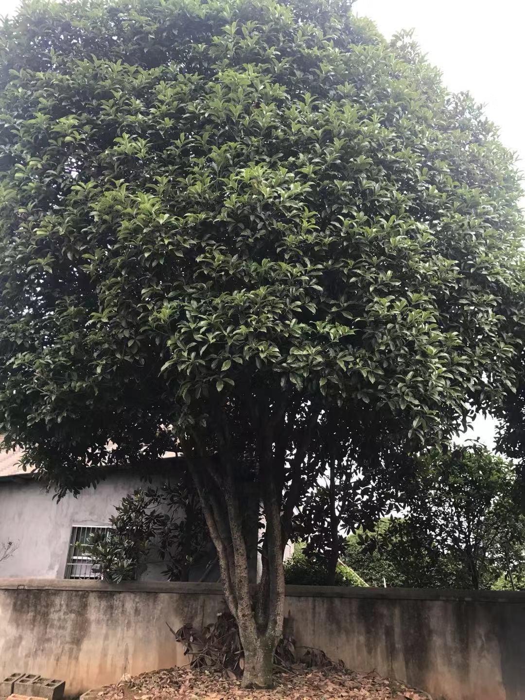 湖南丛生桂花种植基地多少钱哪里有报价供应