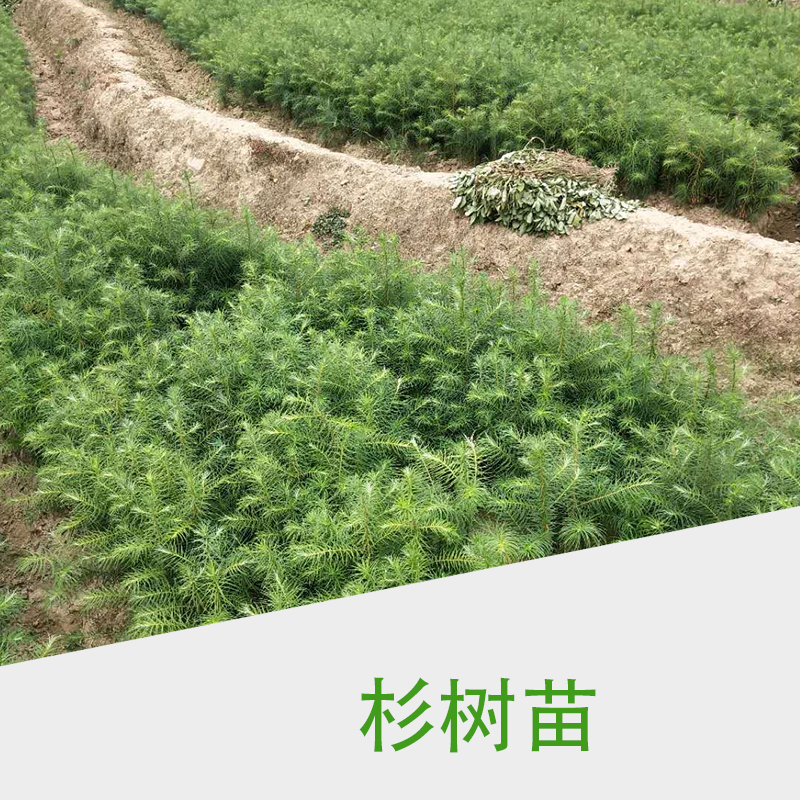 江西杉樹(shù)苗批發(fā)圖片/江西杉樹(shù)苗批發(fā)樣板圖 (2)