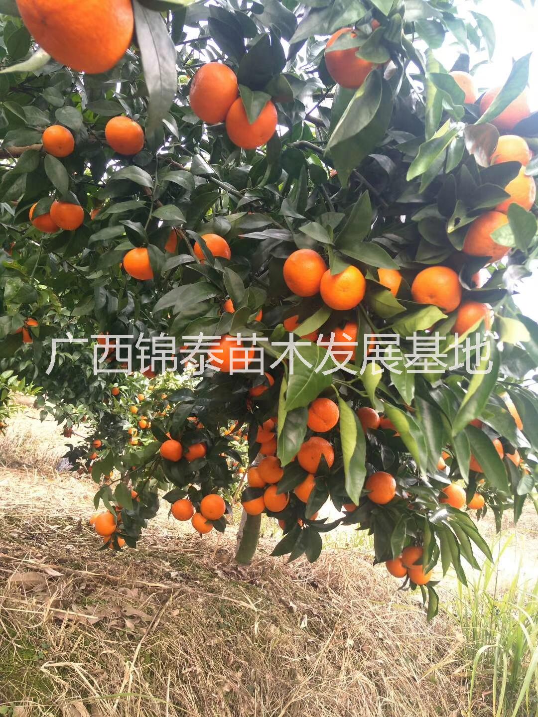 云南沃柑苗價(jià)格，云南沃柑苗批發(fā)，云南沃柑苗基地