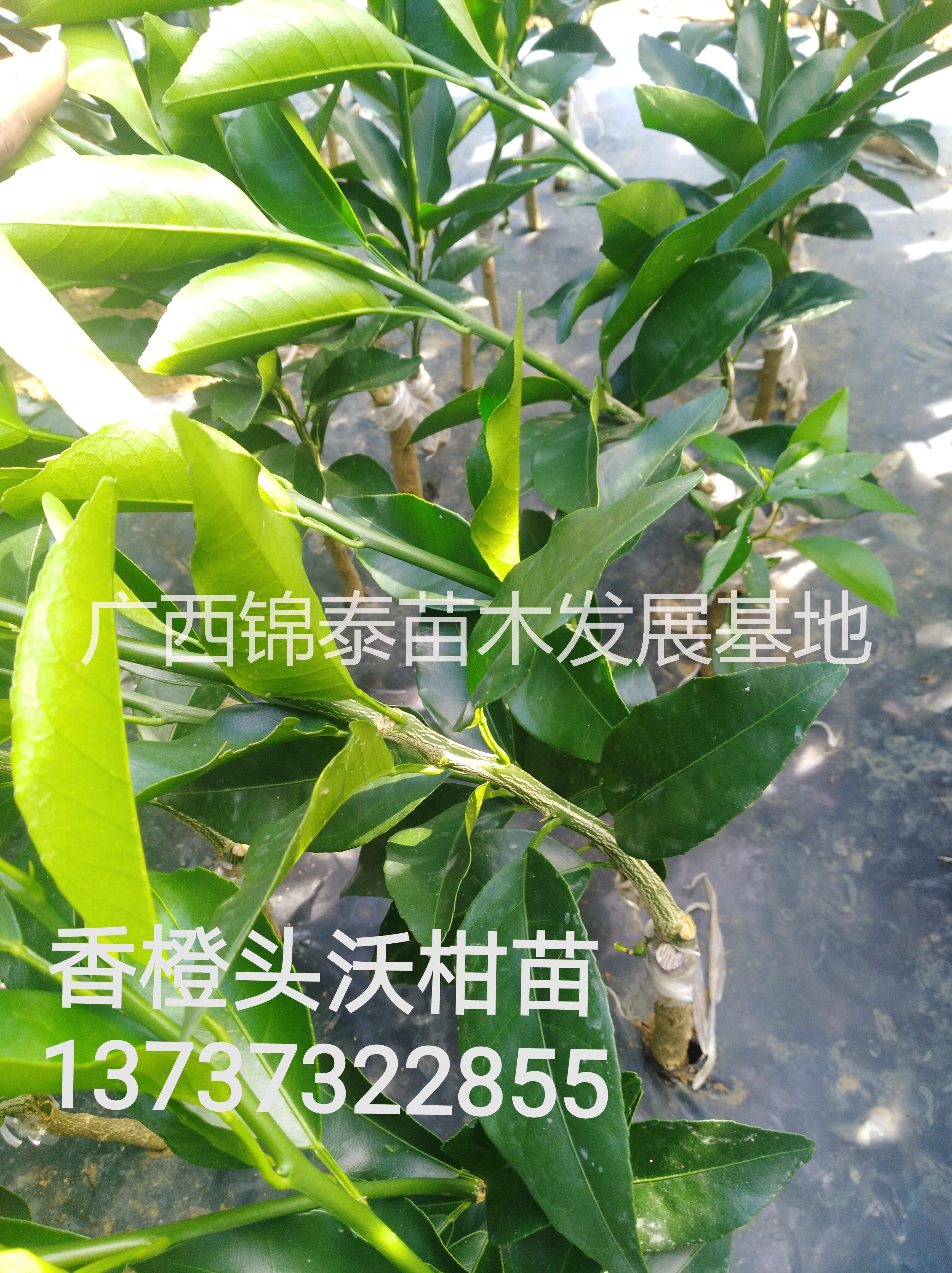 柑苗圖片/柑苗樣板圖 (1)