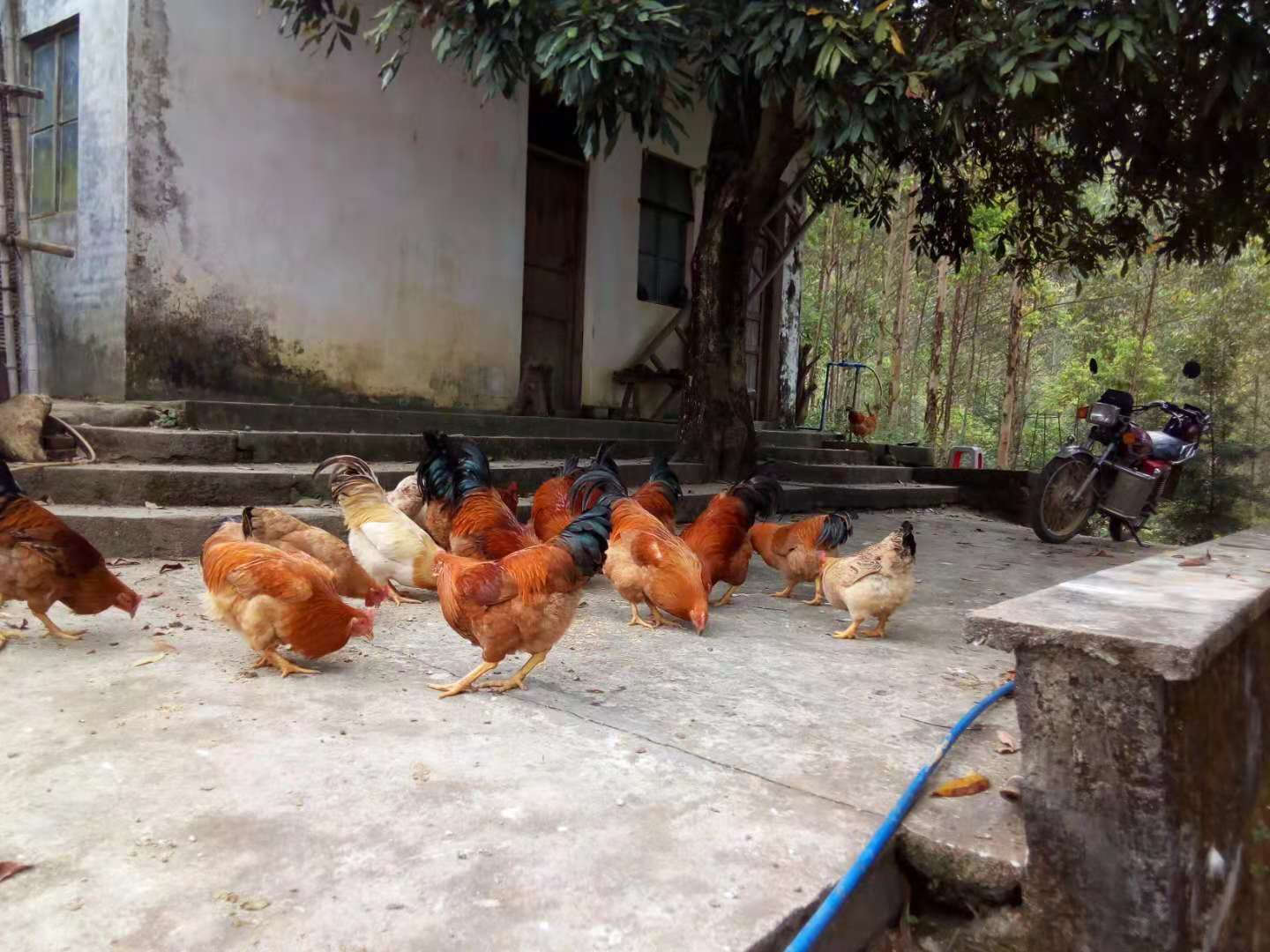 龍門走地雞圖片/龍門走地雞樣板圖 (3)