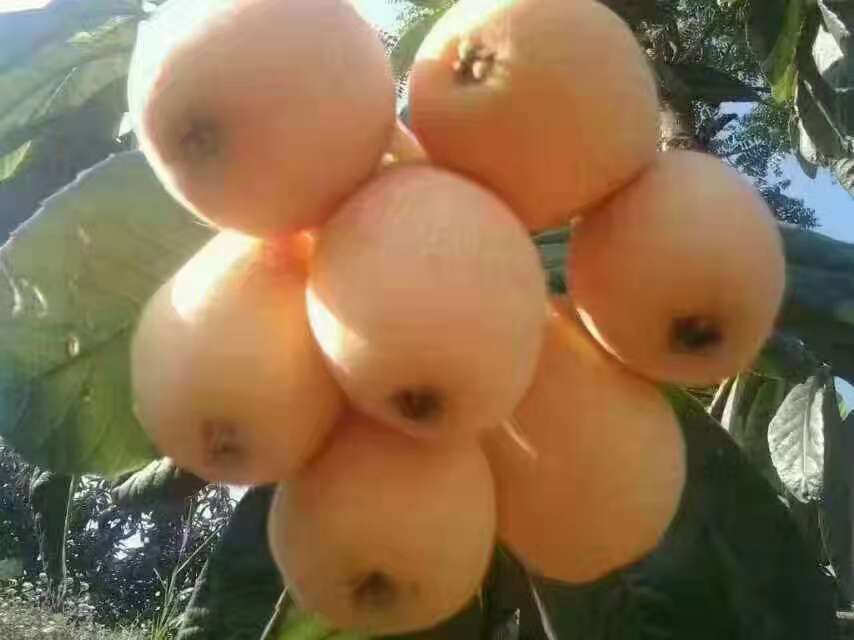 浙江琵琶苗木圖片/浙江琵琶苗木樣板圖 (4)