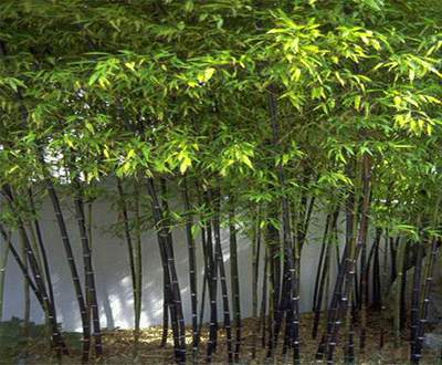 佛山廠家供應(yīng)優(yōu)質(zhì)紫竹苗    歡迎咨詢