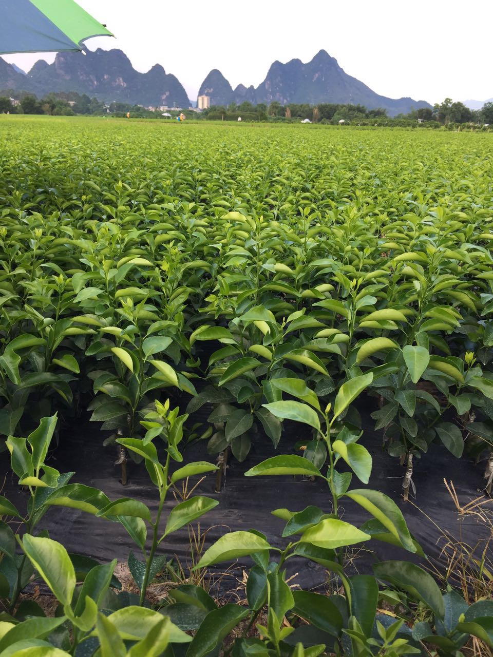 广西沙糖橘苗种植基地广西沙糖橘苗种植基地｜广西沙糖橘苗图片｜广西沙糖橘苗价格表｜广西沙糖橘苗多少钱