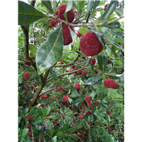 楊梅苗圖片/楊梅苗樣板圖 (3)