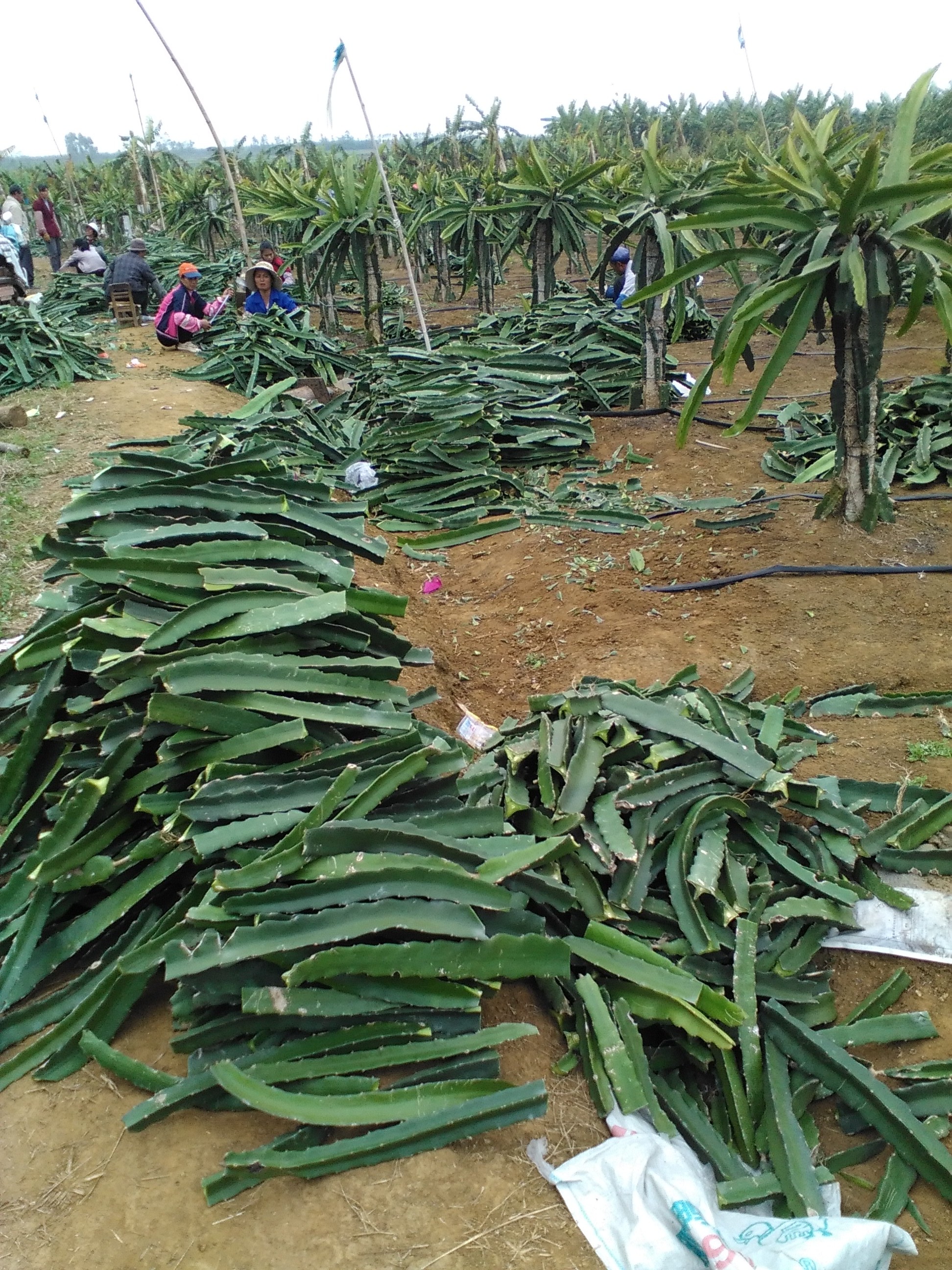 佛山火龍果苗圖片/佛山火龍果苗樣板圖 (4)