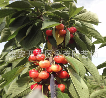 蘋果苗價(jià)格圖片/蘋果苗價(jià)格樣板圖 (4)