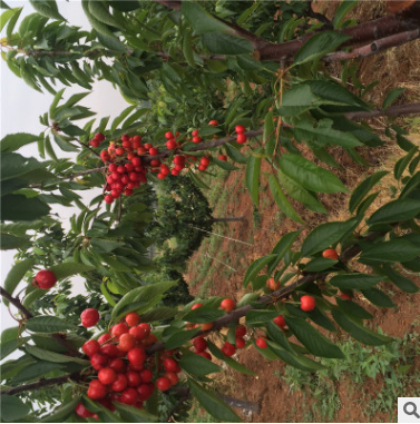 紅燈櫻桃苗圖片/紅燈櫻桃苗樣板圖 (4)
