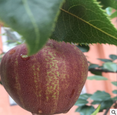 梨樹苗圖片/梨樹苗樣板圖 (2)