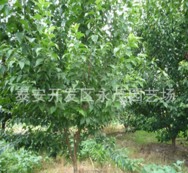 蘋果苗價(jià)格圖片/蘋果苗價(jià)格樣板圖 (2)