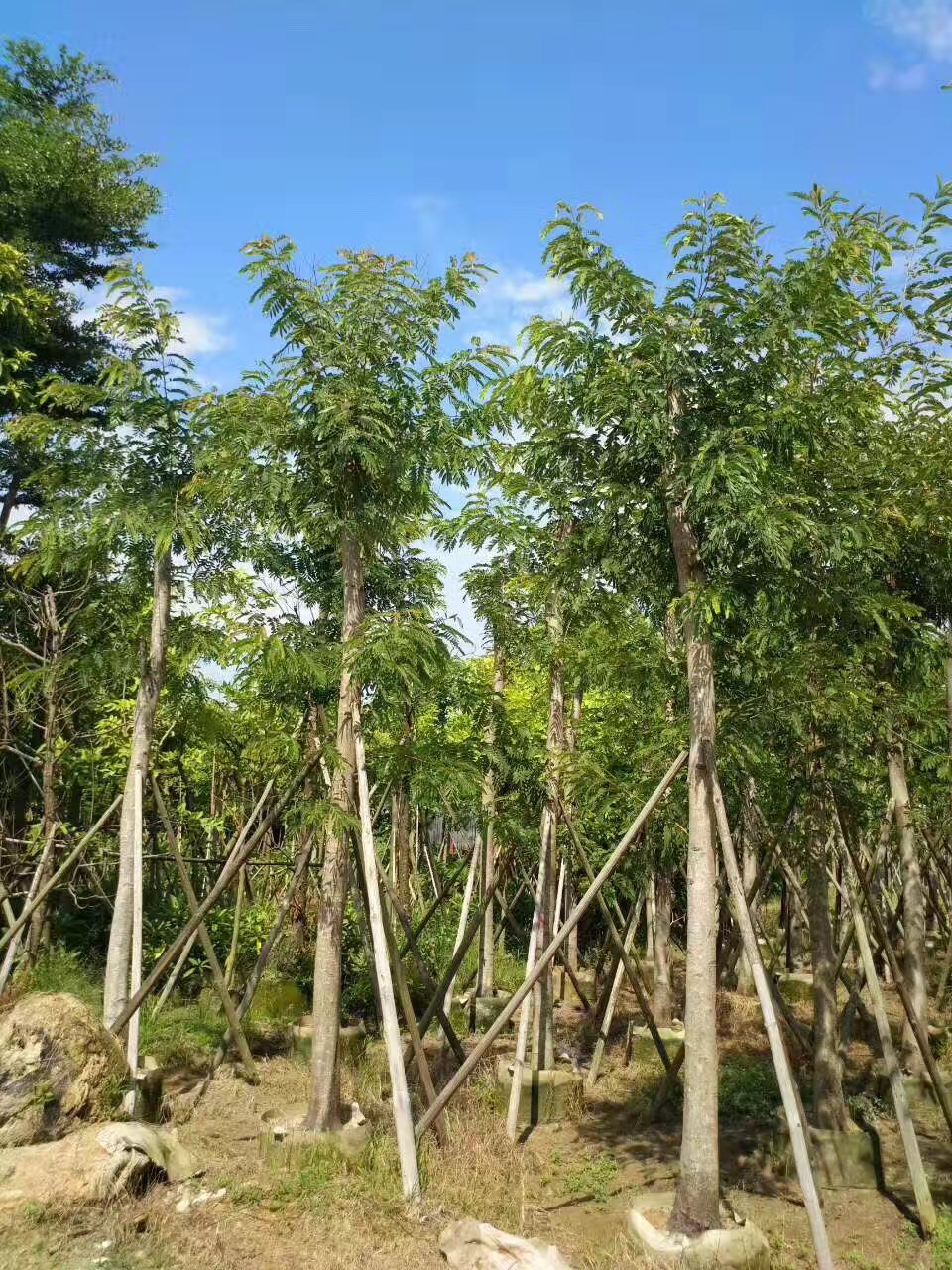 绿化苗木-铁刀木-普宁铁刀木-揭阳铁刀木-铁刀木基地-园艺园林-自家花场直销