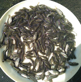 羅非魚圖片/羅非魚樣板圖 (2)