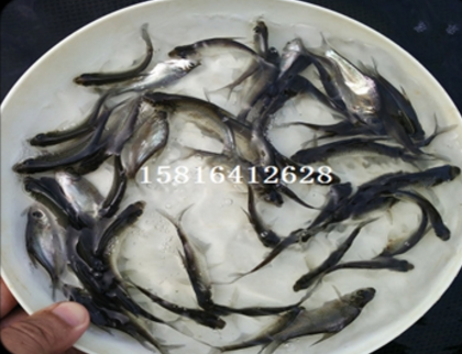 武昌魚 武昌魚報價 武昌魚批發(fā) 武昌魚供應(yīng)商 武昌魚哪家好 武昌魚電話