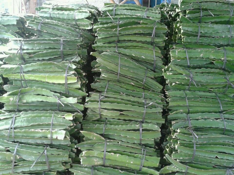 供應(yīng)桂林紅心火龍果苗- 桂林火龍果苗價格-自授粉紅心火龍果苗批發(fā)-桂林火龍果苗