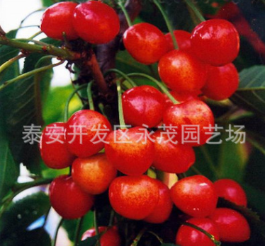 蘋果苗價(jià)格圖片/蘋果苗價(jià)格樣板圖 (1)