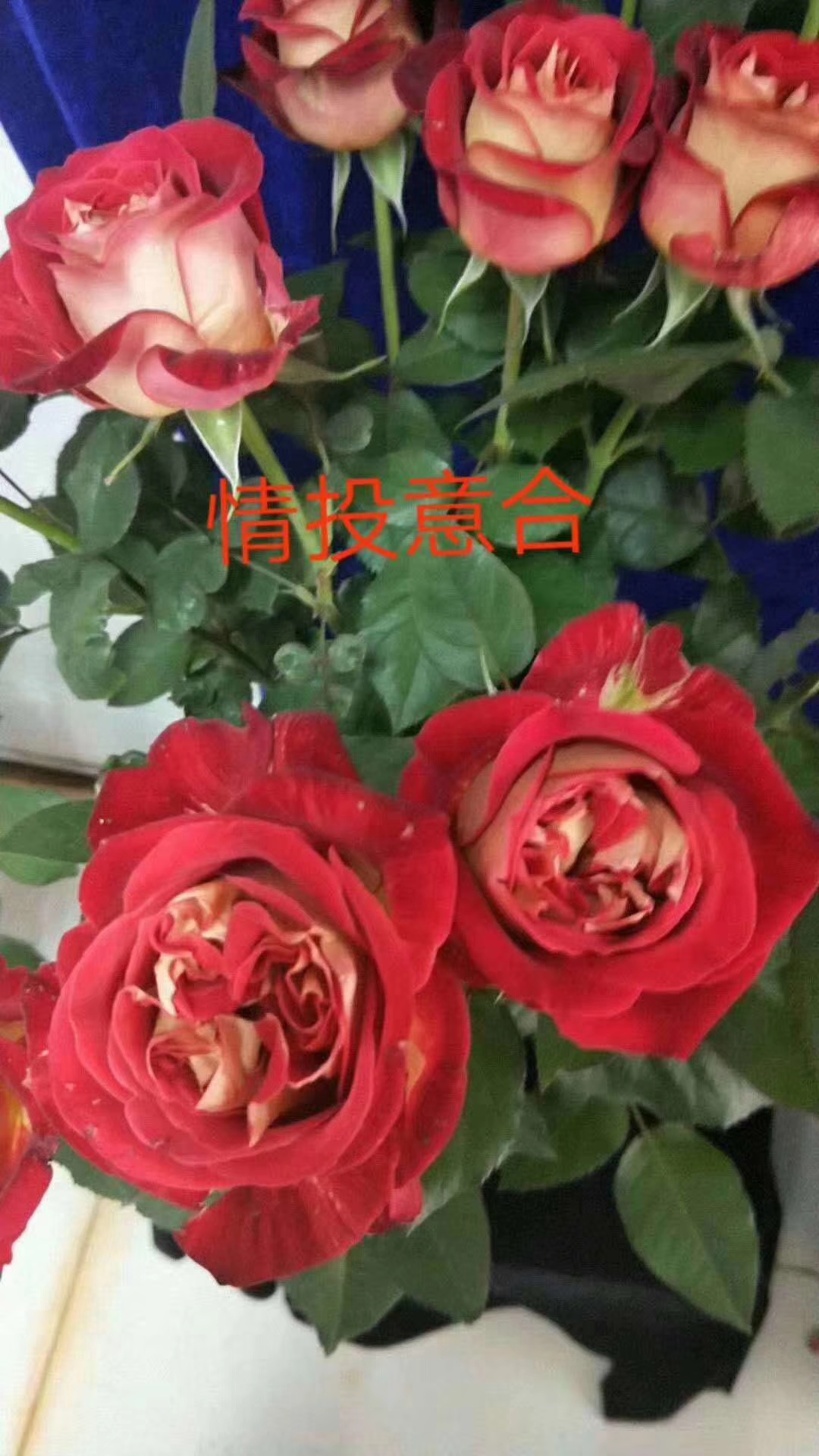 月季種植圖片/月季種植樣板圖 (2)