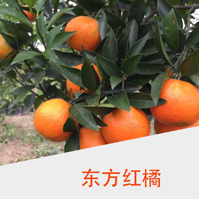 東方紅橘圖片/東方紅橘樣板圖 (4)
