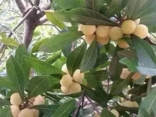 楊梅苗圖片/楊梅苗樣板圖 (3)