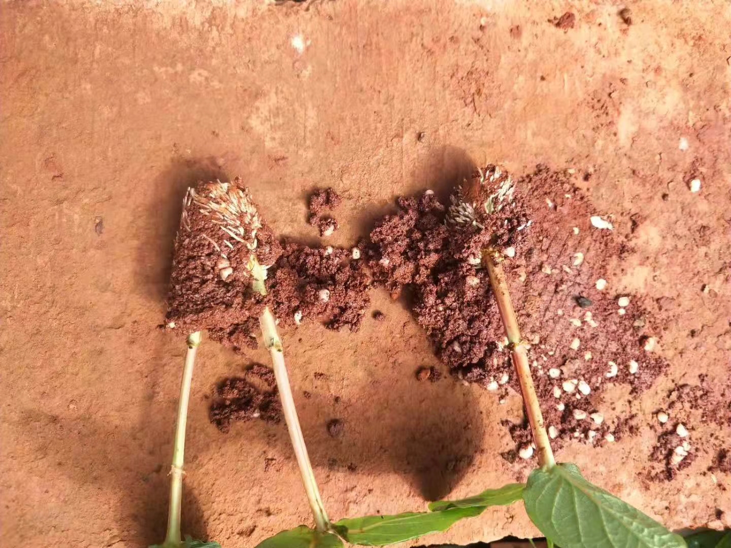 苗木種植基地圖片/苗木種植基地樣板圖 (1)