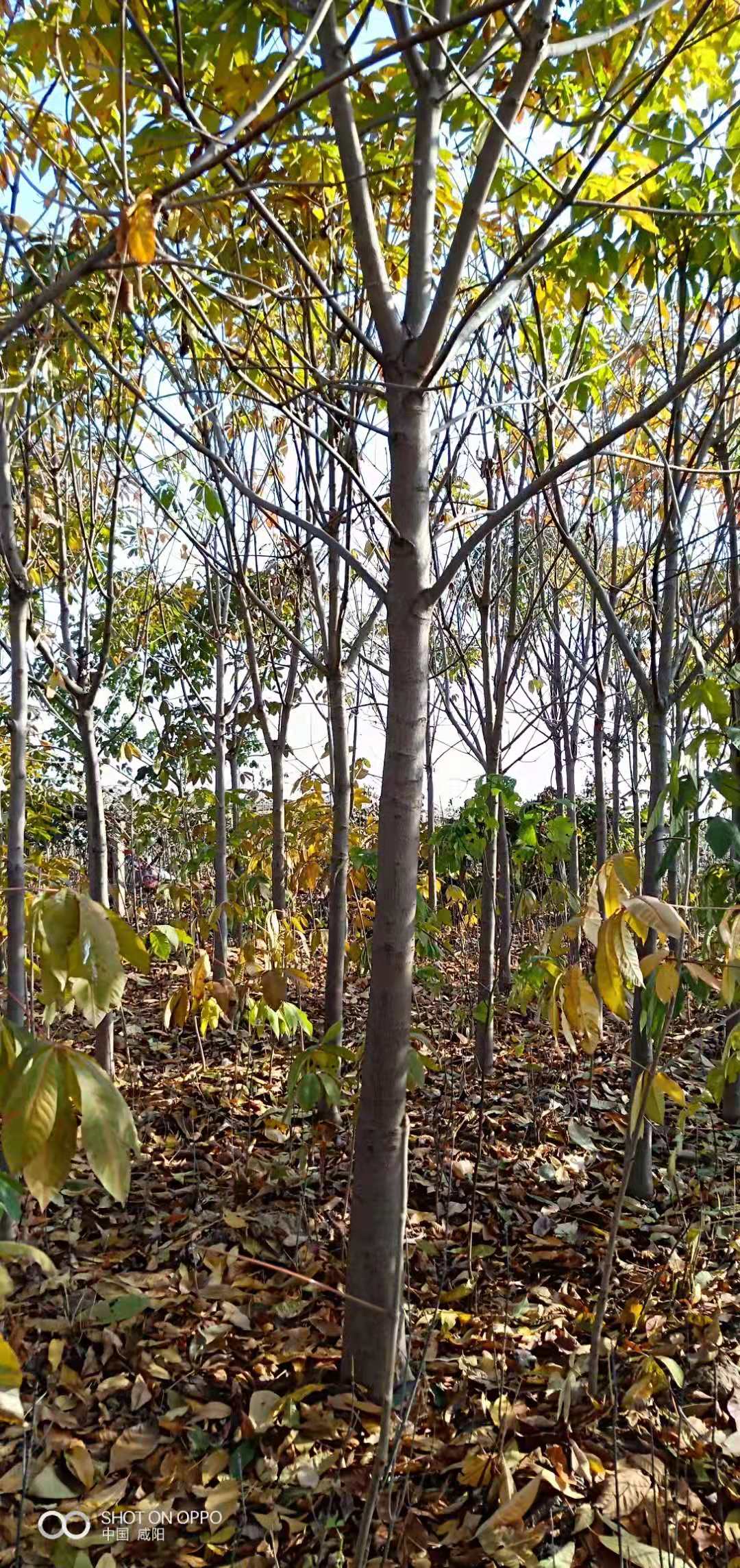 陜西3公分紅葉李圖片/陜西3公分紅葉李樣板圖 (2)