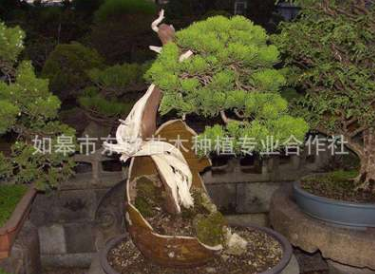 真柏盆景圖片/真柏盆景樣板圖 (1)