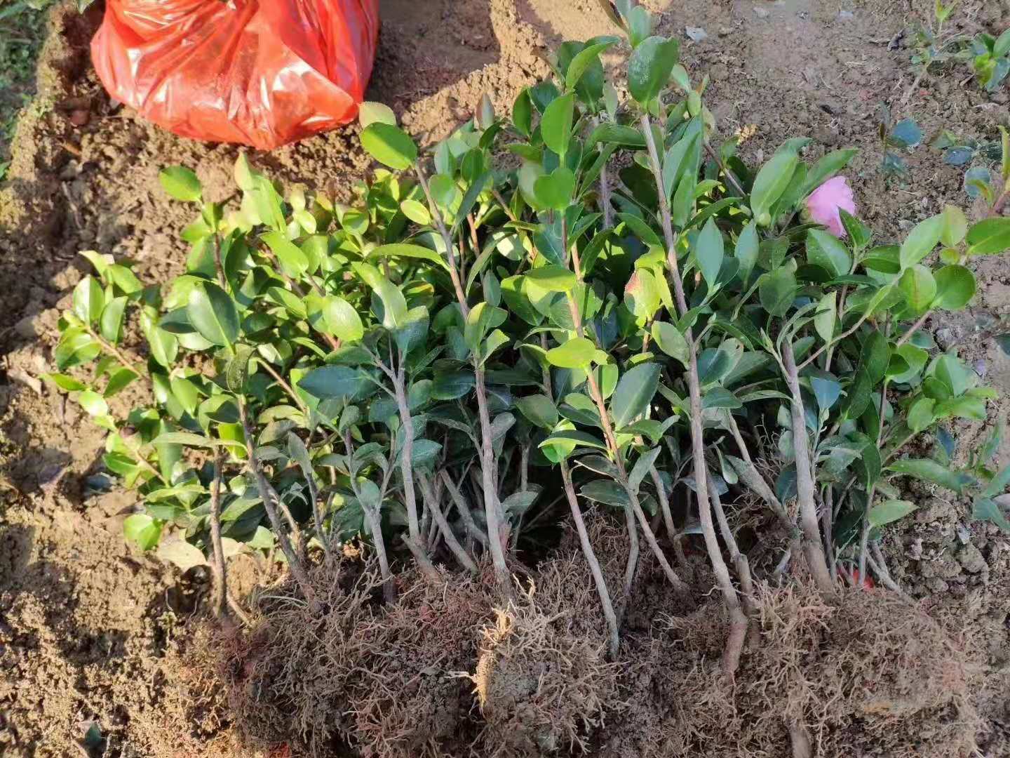 江西油茶价格，江西油茶苗批发，吉安油茶价格 油茶苗价格图片