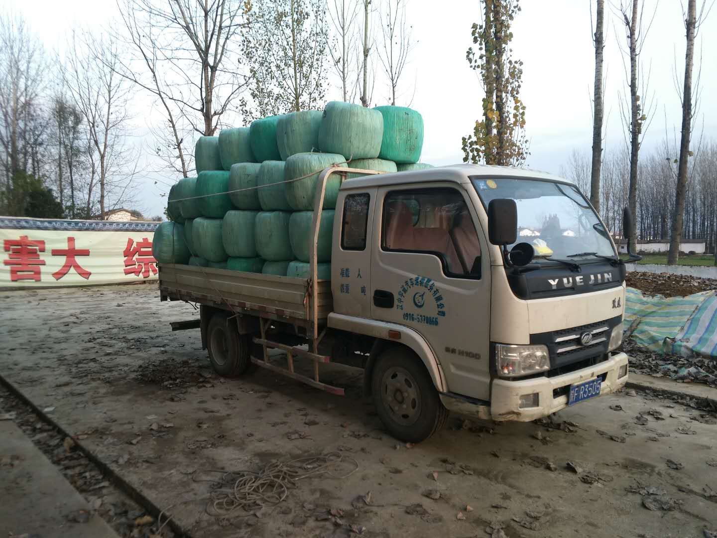 甘肅玉米秸稈青飼料廠家供應(yīng)圖片/甘肅玉米秸稈青飼料廠家供應(yīng)樣板圖 (3)