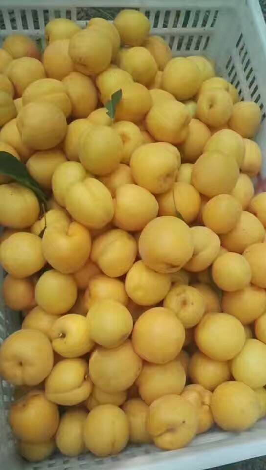 黃金脆蜜李 黃金脆蜜李新品種 優(yōu)質(zhì)黃金脆蜜李，李子新品種，李子樹苗