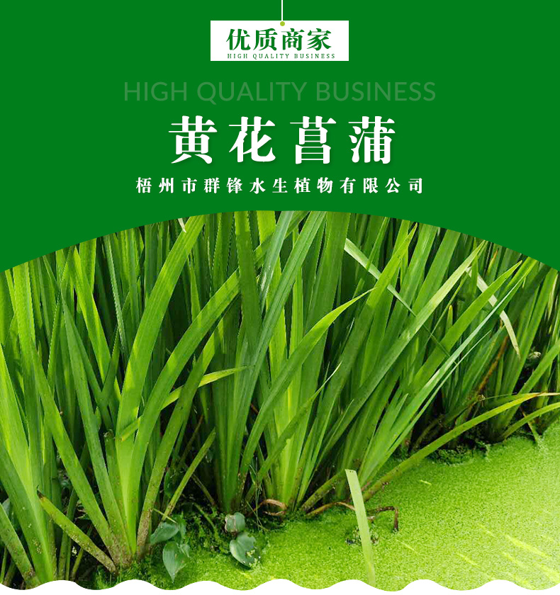 黃菖蒲圖片/黃菖蒲樣板圖 (1)