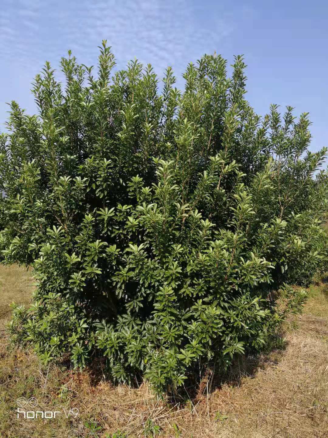 楊梅圖片/楊梅樣板圖 (2)