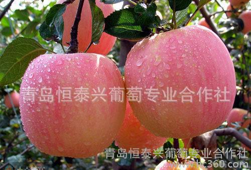 蘋果苗圖片/蘋果苗樣板圖 (3)