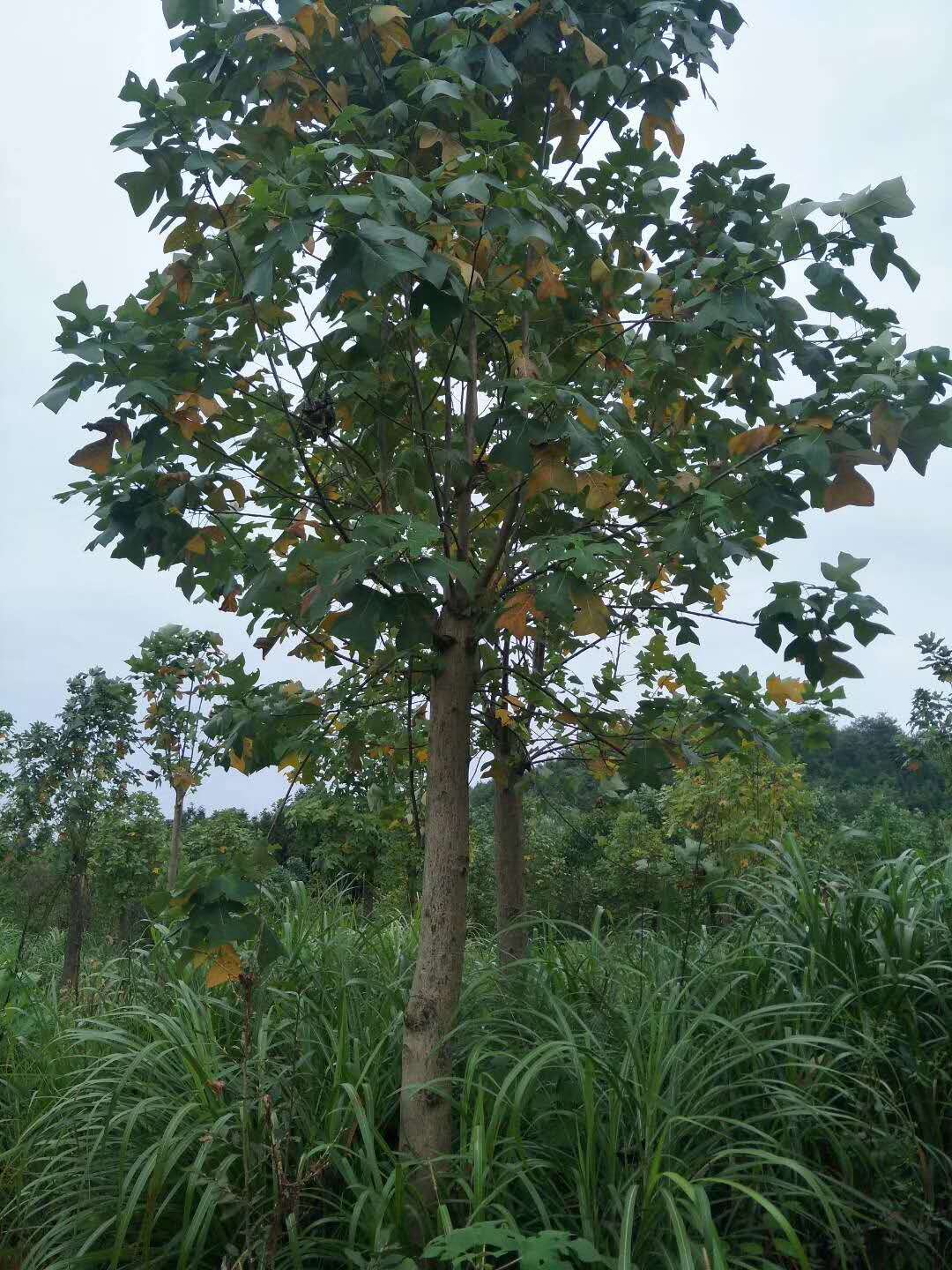 馬褂木的種植方法
