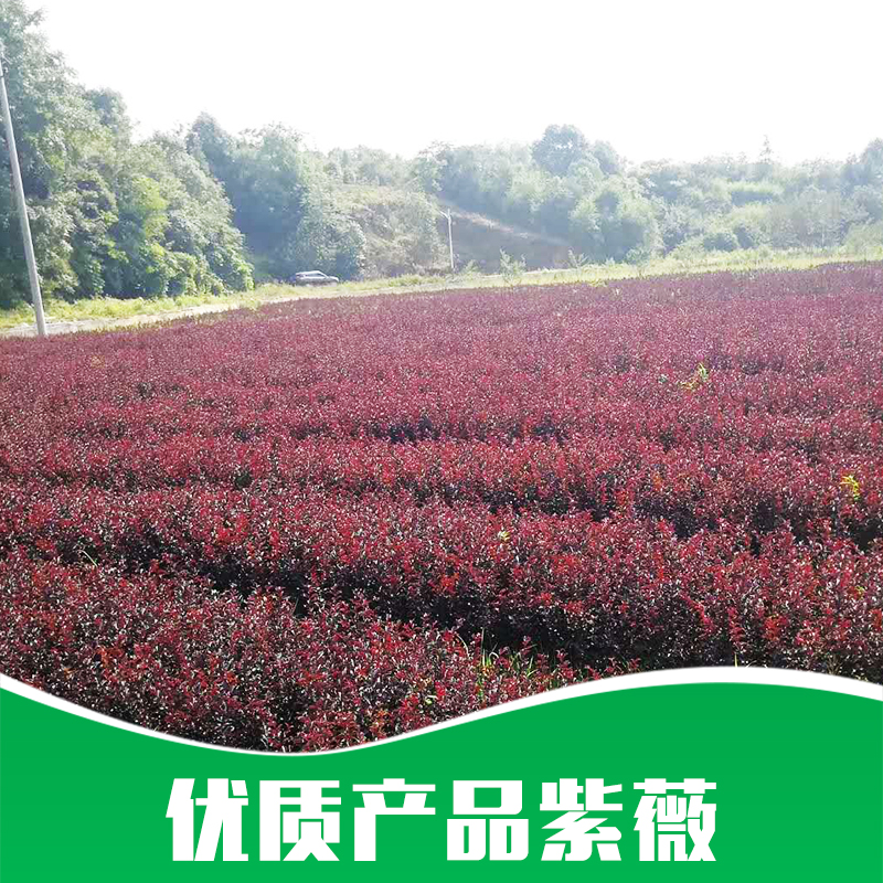 紫薇圖片/紫薇樣板圖 (3)