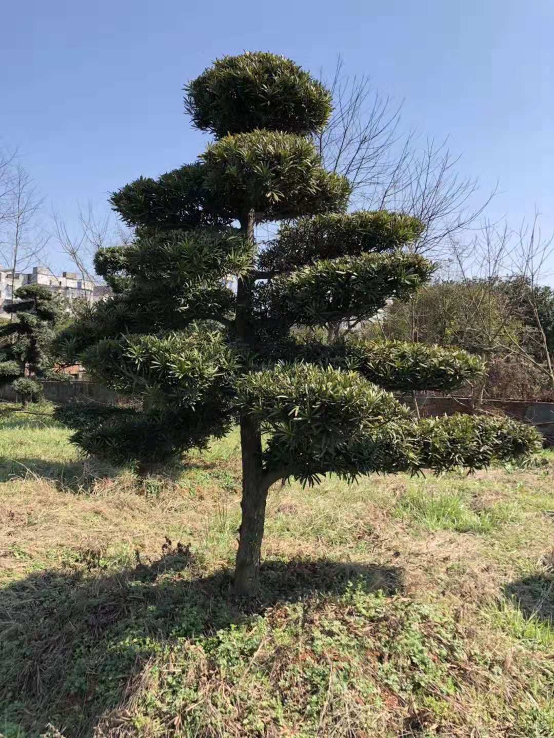 羅漢松的種植方法