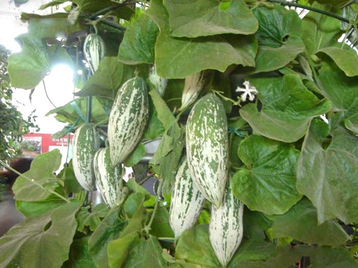 變色瓜圖片/變色瓜樣板圖 (2)