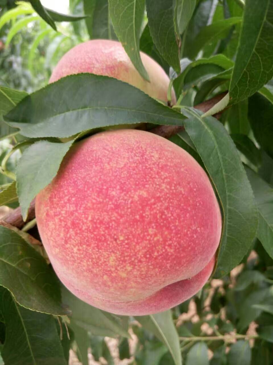 水蜜桃圖片/水蜜桃樣板圖 (4)