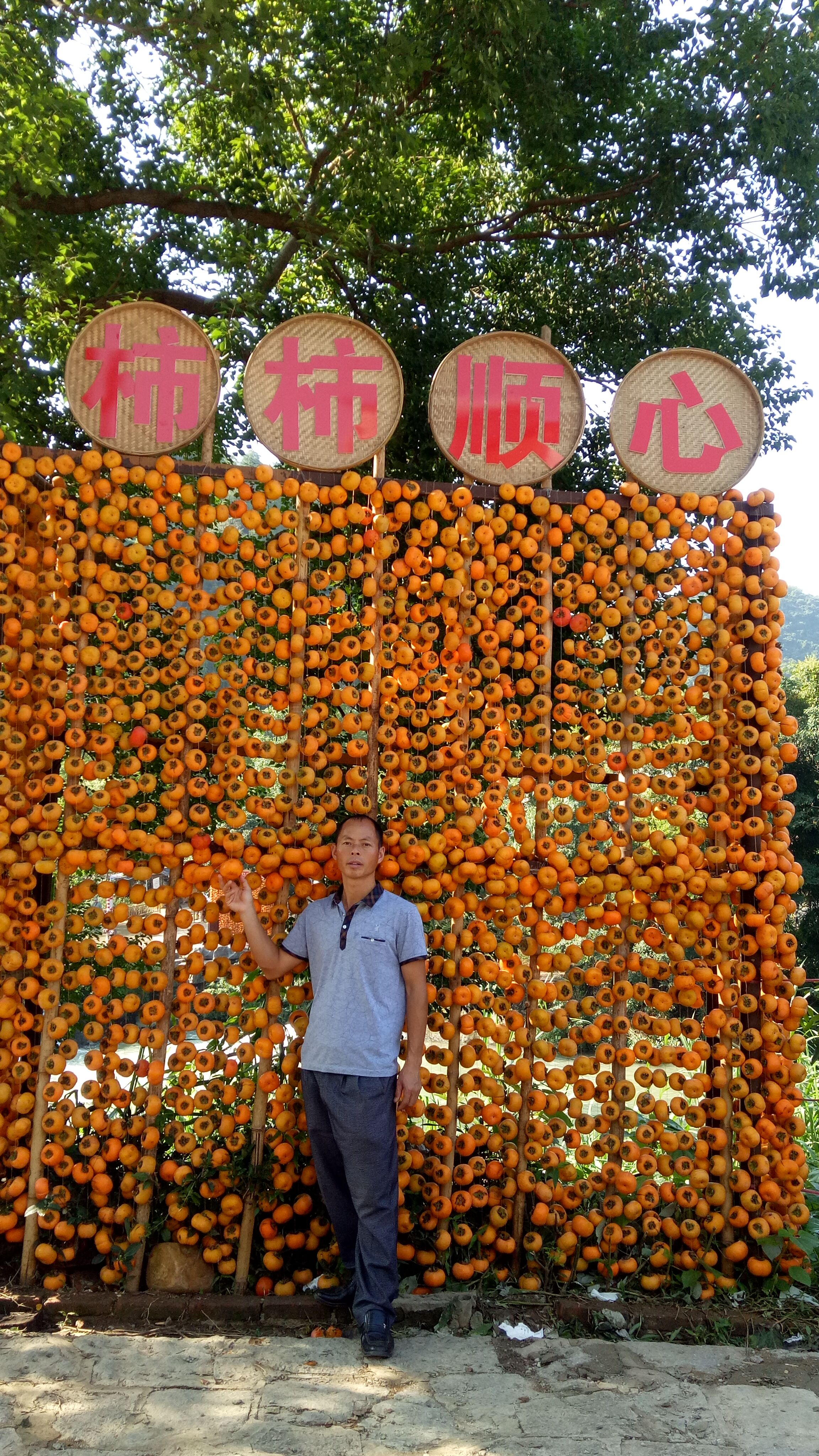 廣西大秋甜柿樹苗育苗基地-廣西桂林大秋甜柿苗批發(fā)廠家