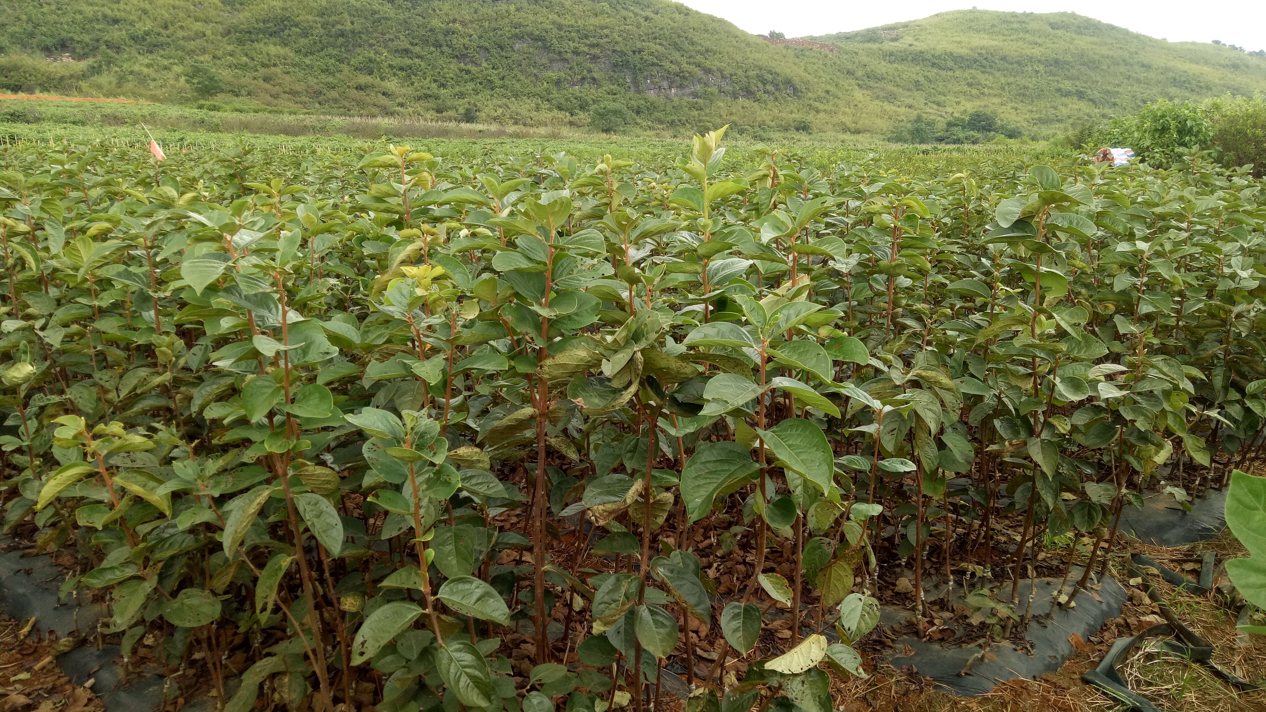 广西大秋甜柿苗基地批发，广西大秋甜柿基地报价，大秋甜柿苗批发 ，大秋甜柿苗报价