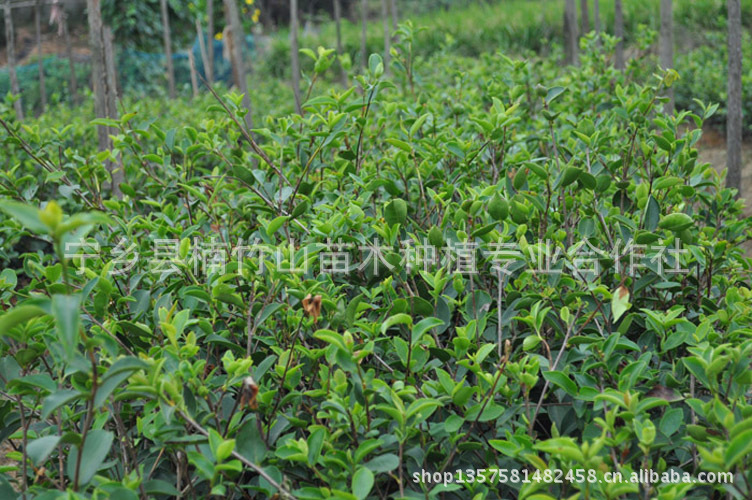 价格实惠 常年供应湖南优质油茶 高产易成活油茶图片