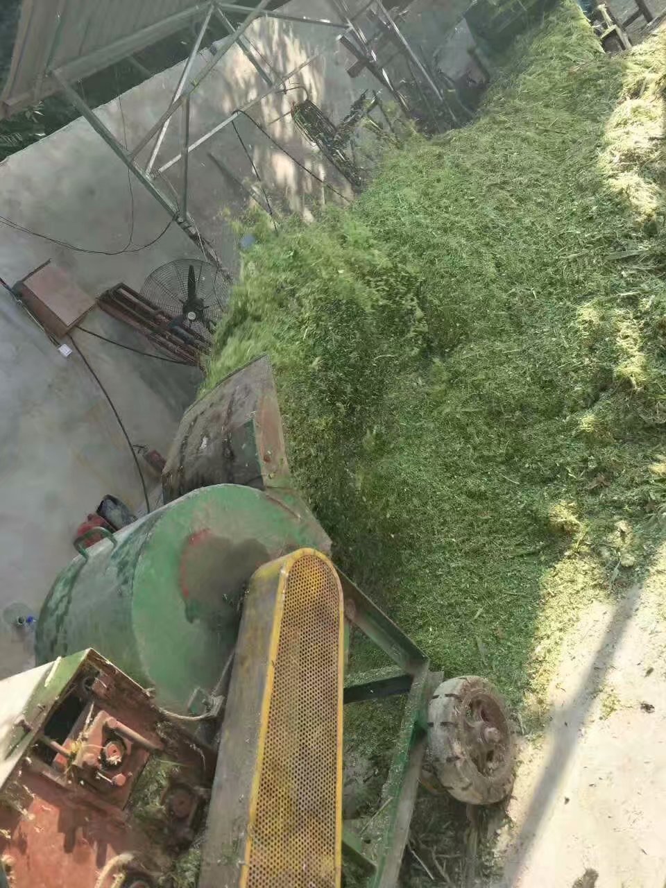 陜西漢中勉縣玉米秸稈青飼料圖片