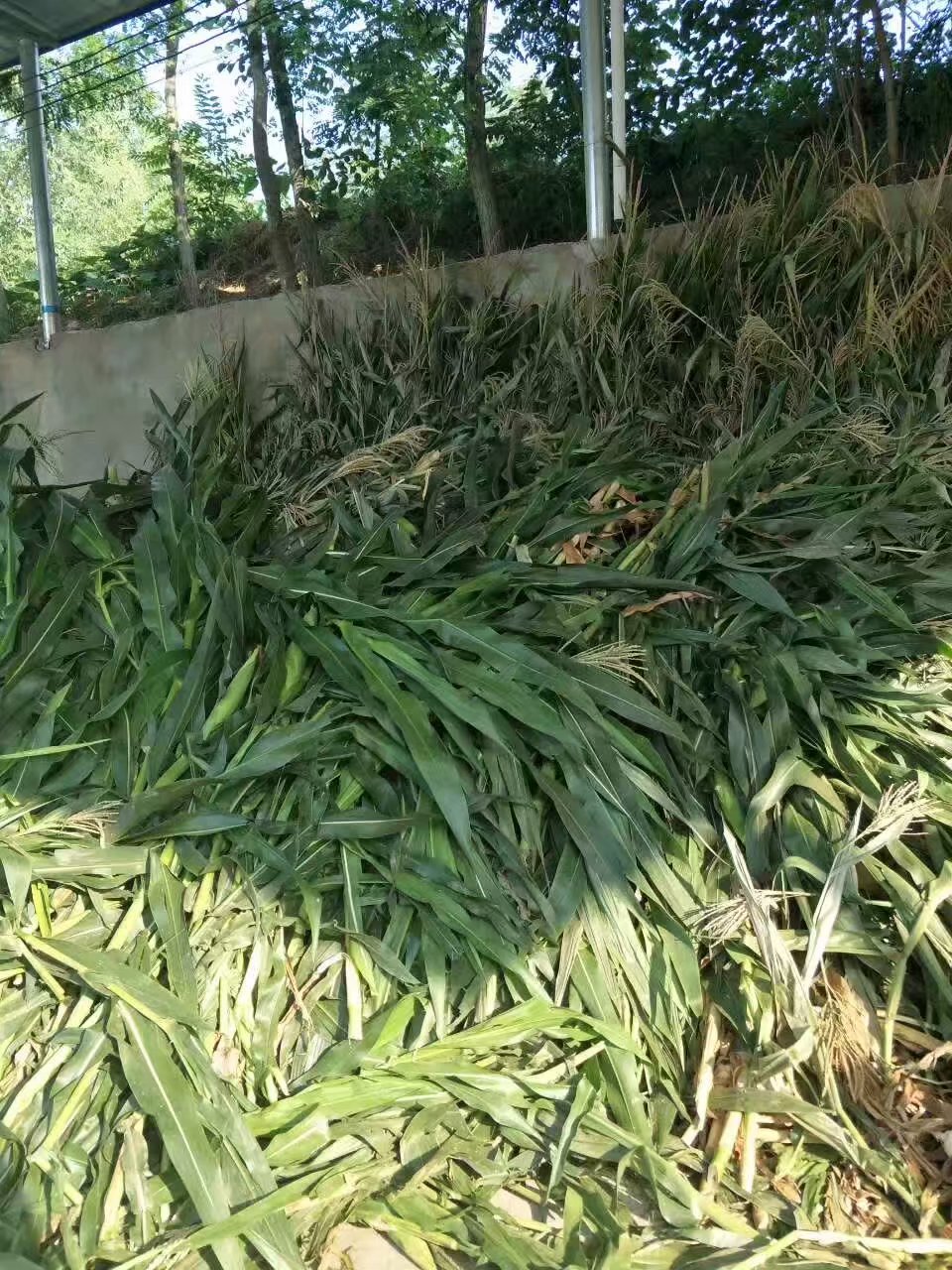 玉米秸稈圖片/玉米秸稈樣板圖 (2)