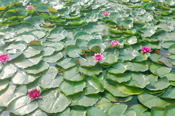 睡蓮圖片/睡蓮樣板圖 (3)