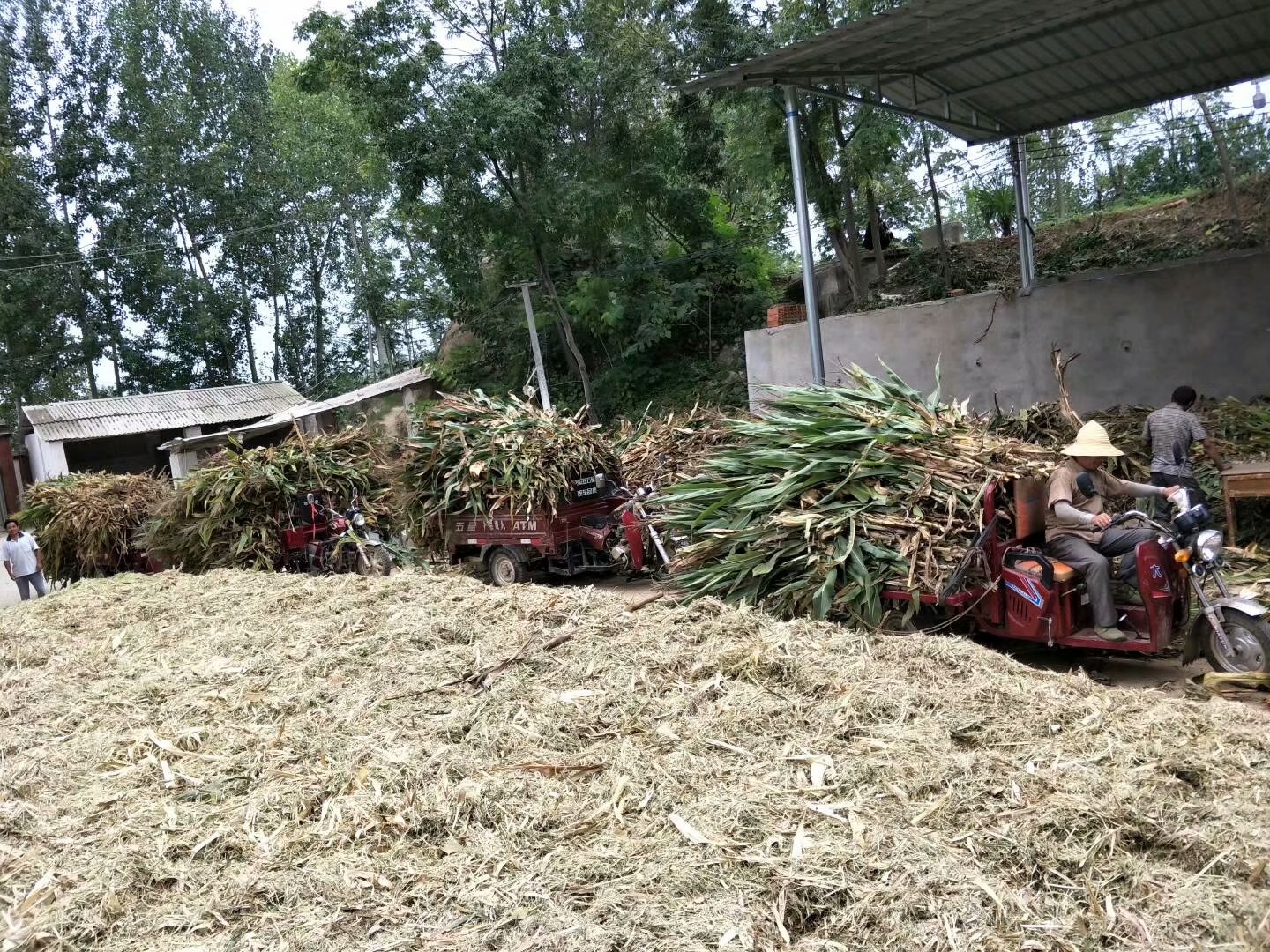 汉中市陕西留坝玉米秸秆青贮饲料厂家陕西留坝玉米秸秆青贮饲料牛羊马鹿粗饲料厂家玉米秸秆粗饲料玉米秸秆青贮饲料价格