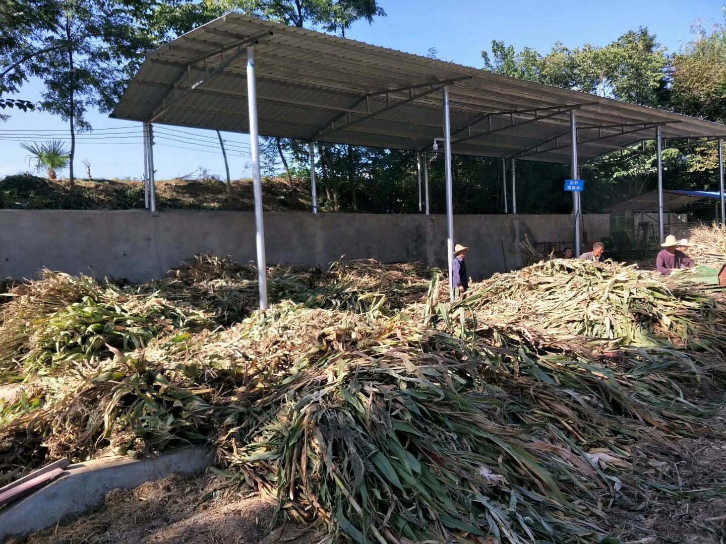 粗飼料圖片/粗飼料樣板圖 (3)