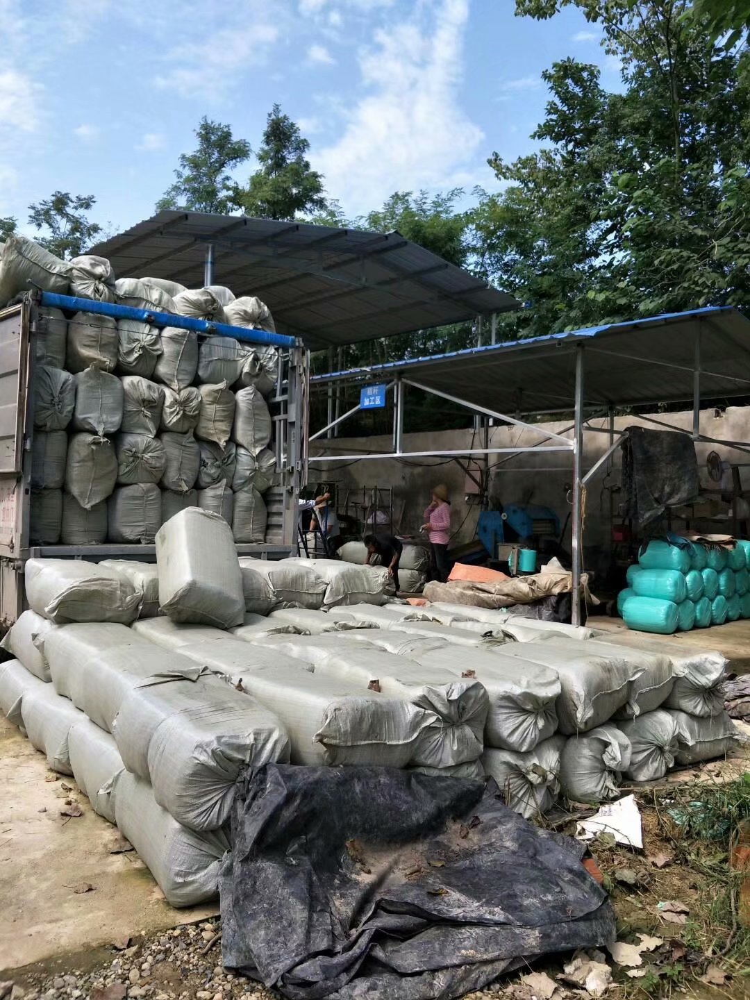 秸稈青貯飼料圖片/秸稈青貯飼料樣板圖 (4)