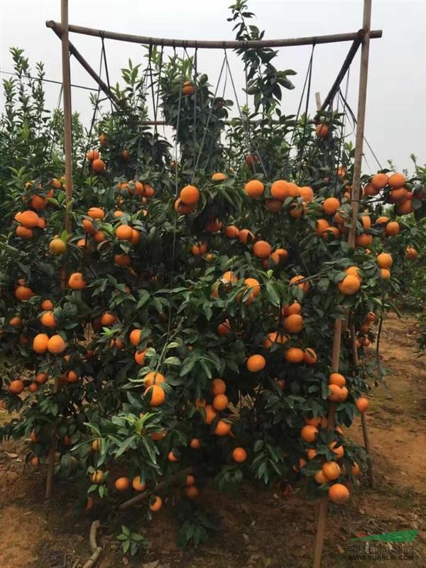 橙苗圖片/橙苗樣板圖 (2)