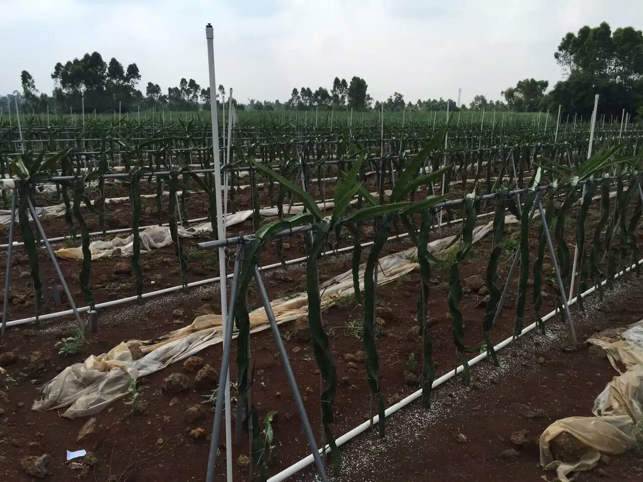 香蜜龍火龍果苗圖片