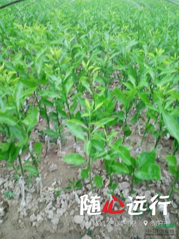 供應(yīng)香橙苗/香橙苗廠家直銷/香橙苗批發(fā)/香橙苗價格 資陽小葉軟枝香橙苗