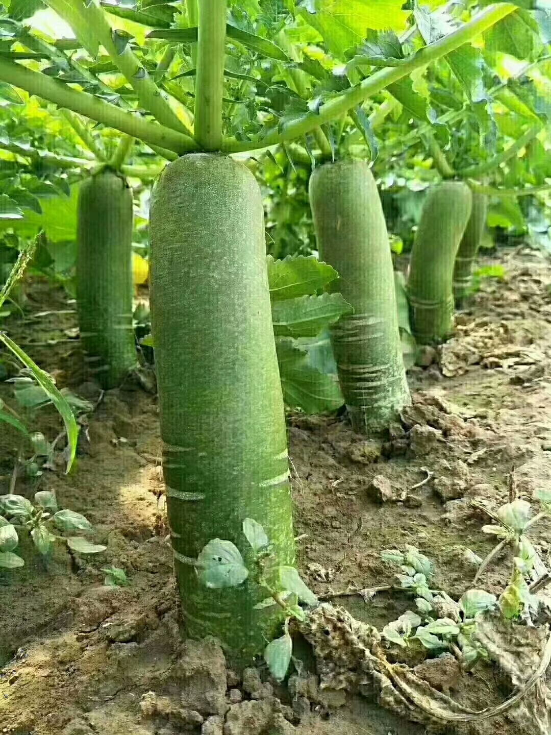 濰縣蘿卜種植基地圖片/濰縣蘿卜種植基地樣板圖 (2)